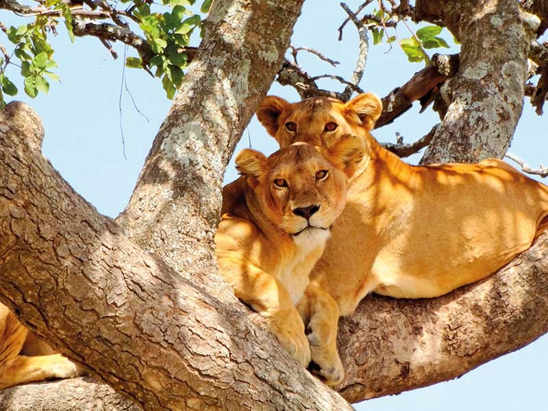 Die Baumloewen im Nationalpark Lake Manyara